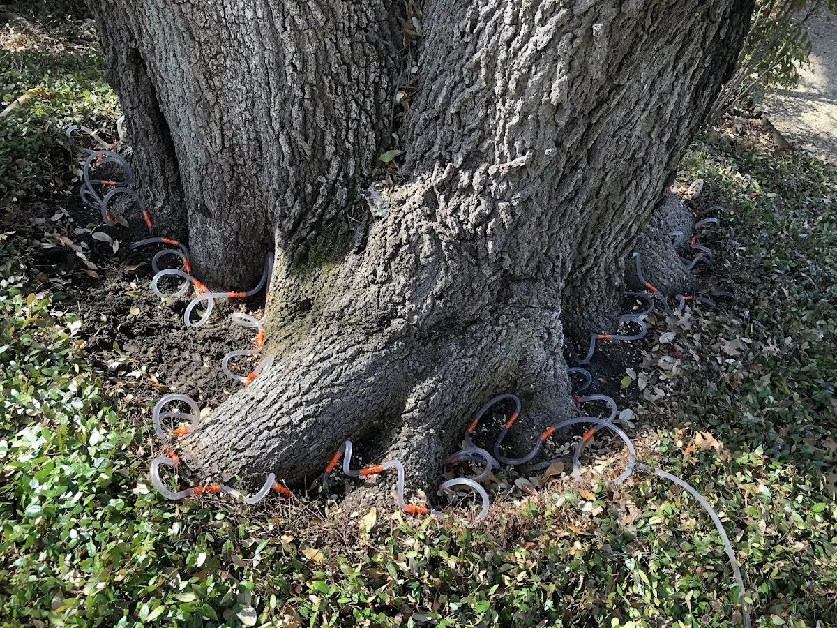 Detailed Tree Cabling and Bracing job site in Wausaukee